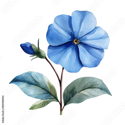 watercolor of Periwinkle Flower, vector, isolated on a white background.