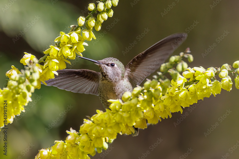 Naklejka premium Anna's hummingbird