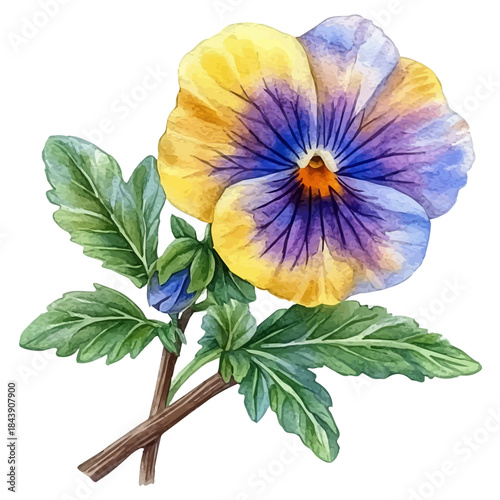Pansy Flower, watercolor drawing vector, isolated on a white background.