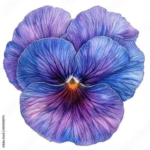Pansy Flower, watercolor vector, isolated on a white background.