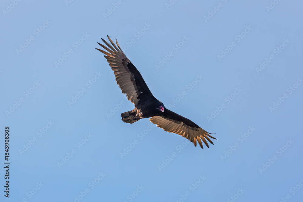 Fototapeta premium Turkey vulture