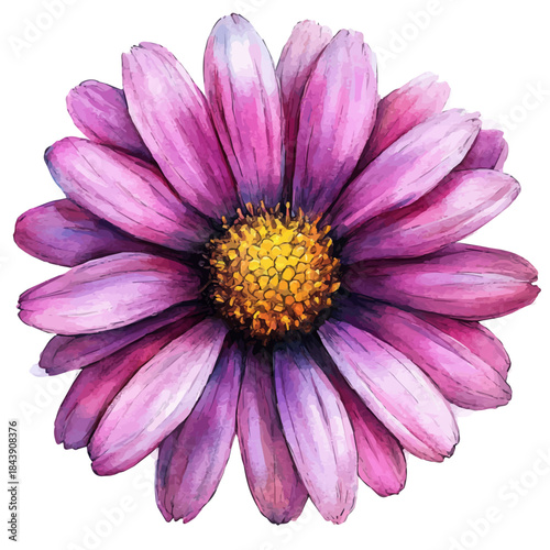 Painted Daisy Flower, watercolor clipart vector, isolated on a white background.