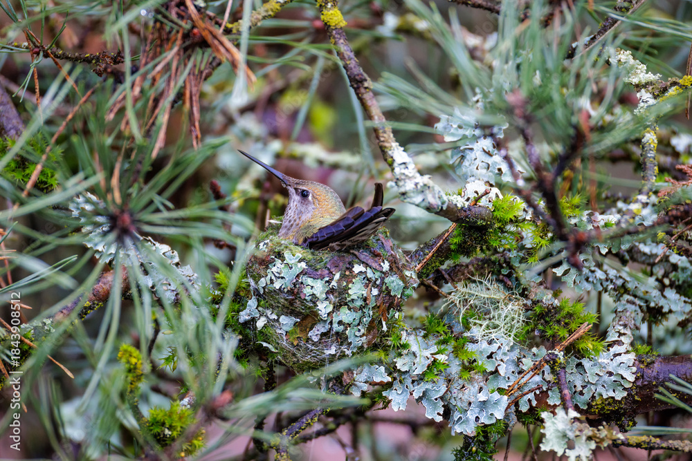 Fototapeta premium Anna's hummingbird nest