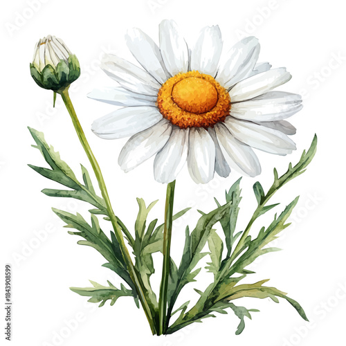 Oxeye Daisy Flower, watercolor illustration vector, isolated on a white background.