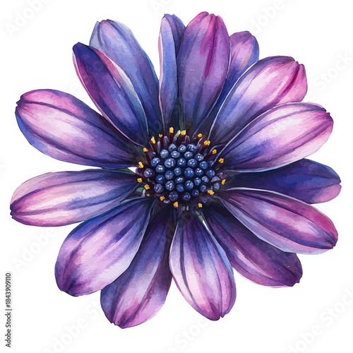 watercolor of Osteospermum Flower, vector, isolated on a white background.