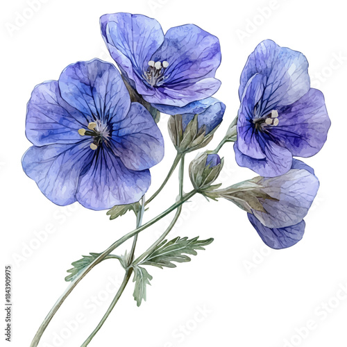 Nemesia Flower, watercolor painting vector, isolated on a white background.