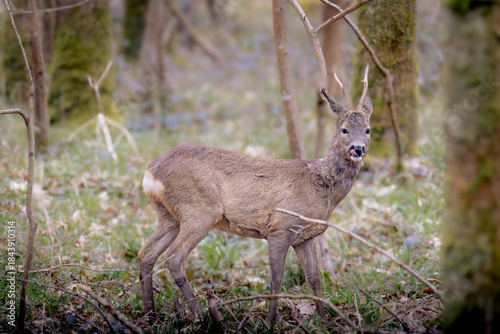 Rehbock im Wald