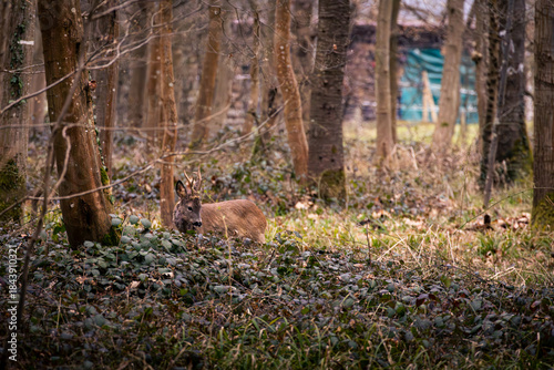 Rehbock im Wald