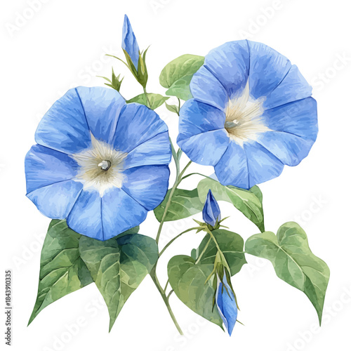 Morning Glory Flower, watercolor painting vector, isolated on a white background.