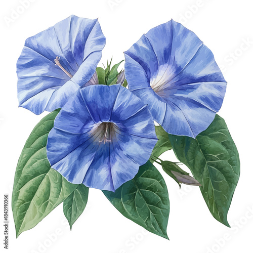 Morning Glory Flower, watercolor clipart vector, isolated on a white background.