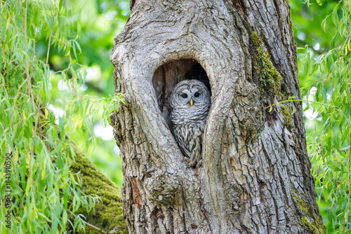 Barred Owl
