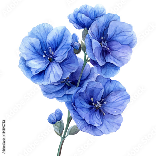 Matthiola Flower, watercolor illustration vector, isolated on a white background.