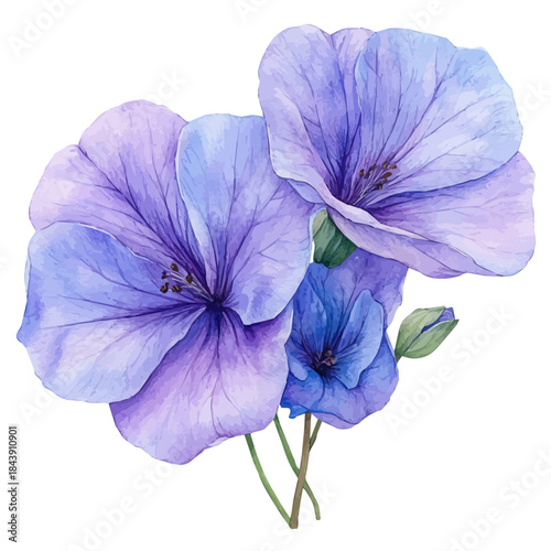 Matthiola Flower, watercolor illustration vector, isolated on a white background.