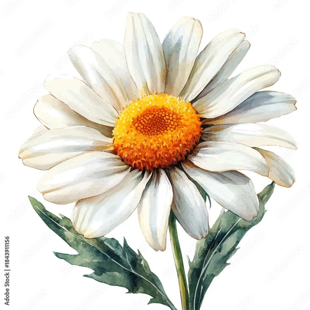 Naklejka premium Marguerite Daisy Flower, watercolor clipart vector, isolated on a white background.