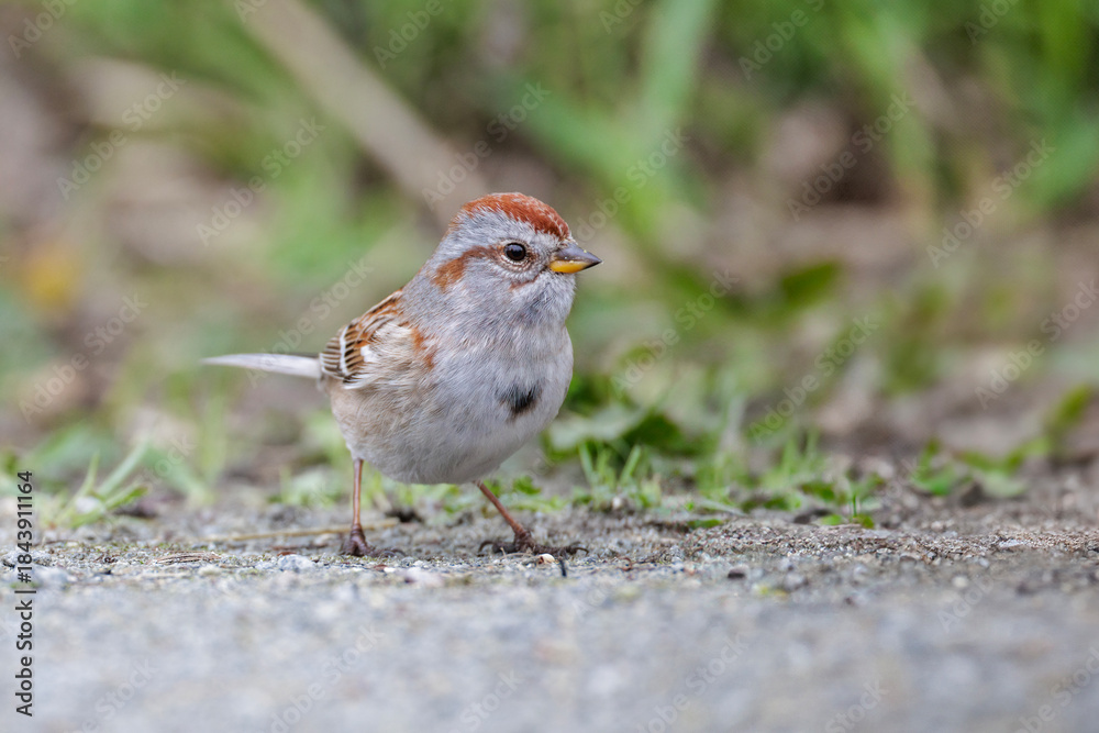 Obraz premium American tree sparrow