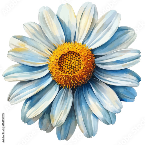 watercolor vector of Marguerite Daisy Flower, isolated on a white background.