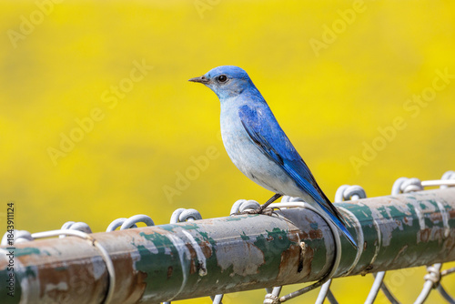 Фотография Mountain bluebird
