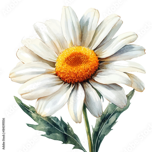 Marguerite Daisy Flower, watercolor clipart vector, isolated on a white background.