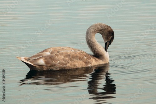 Swan