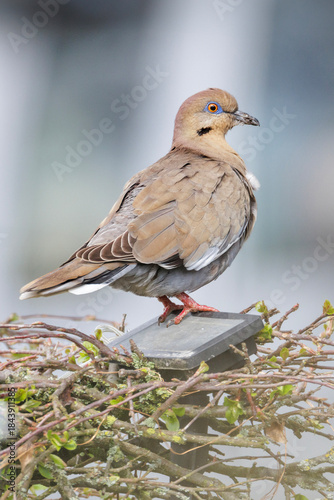 White-winged dove