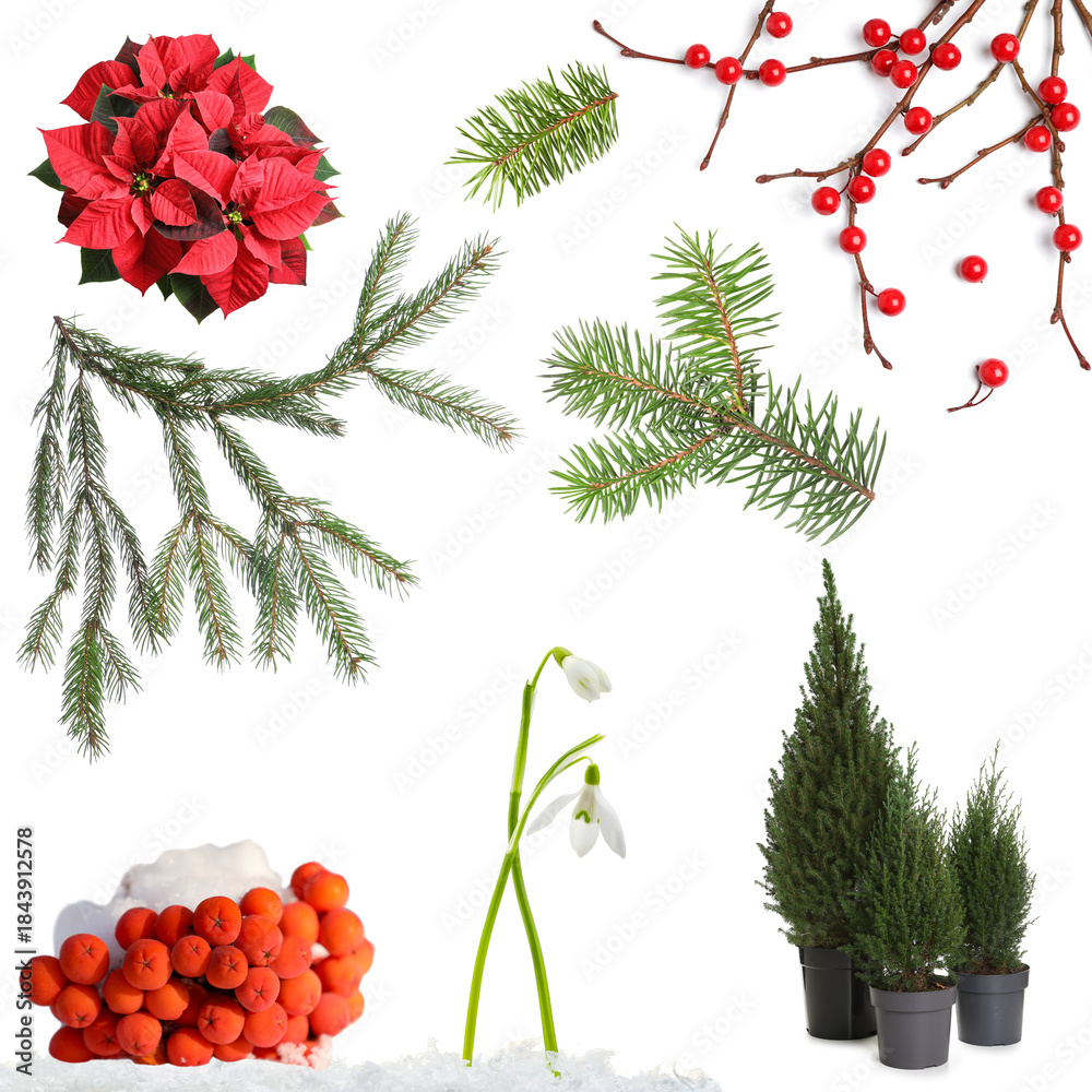 Fototapeta premium Plants of winter season isolated on white, set