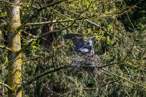 Great blue heron