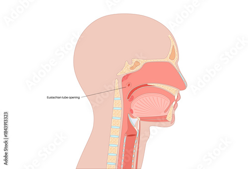 Eustachian tube poster