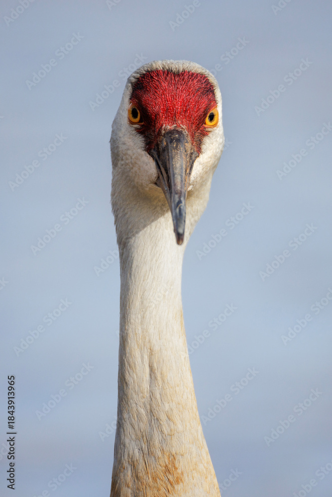 Obraz premium Sandhill crane