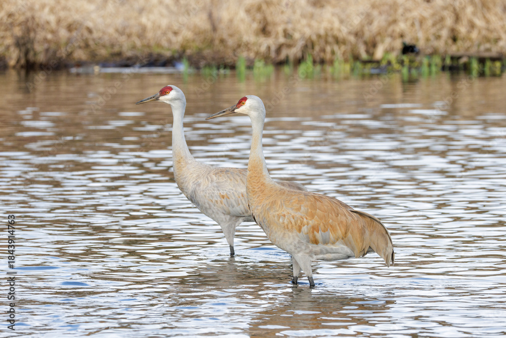 Obraz premium Sandhill crane