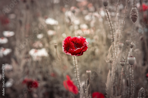 Tableau sur toile Delicate red poppy flower in a field