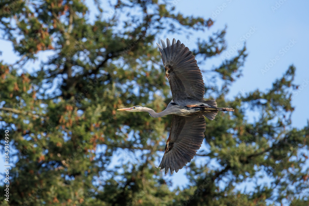 Obraz premium Great blue heron