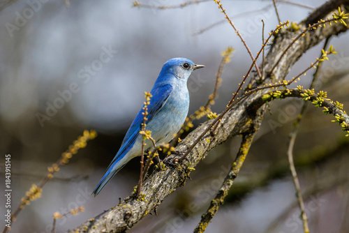 Tableau sur toile Mountain bluebird