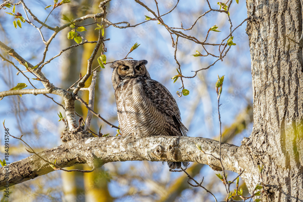 Obraz premium Great horned owl