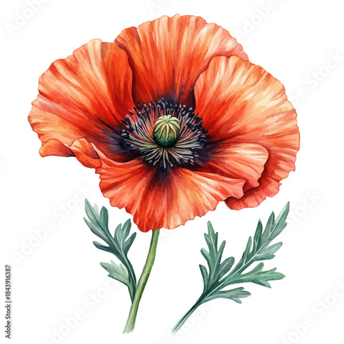 watercolor of Papaver Flower vector painting, isolated on a white background.