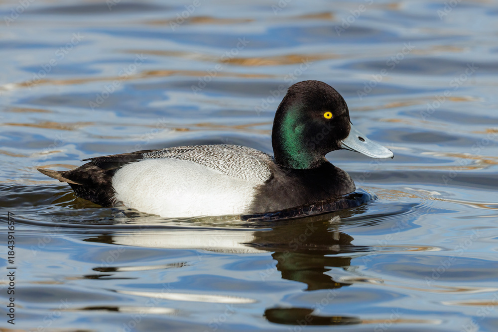 Obraz premium Lesser Scaup duck