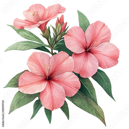 Tableau sur toile Oleander Flower, colorful watercolor painting with bold outlines, isolated on a white background