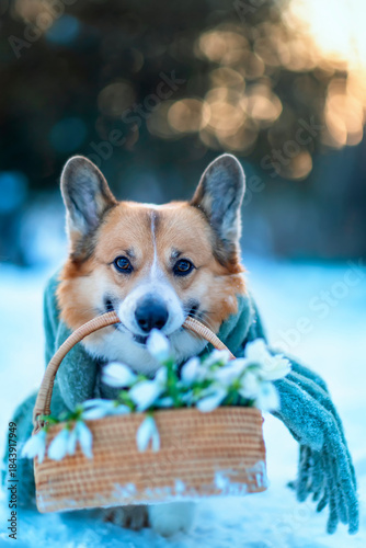 A cute corgi dog in a warm scarf carries a festive basket of snowdrops in his...