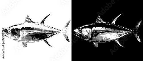 Vintage Tuna Fish Engraving, Inverted Black White Xerography Vector on Transparent Background for Laser Engraving on Dark Surface