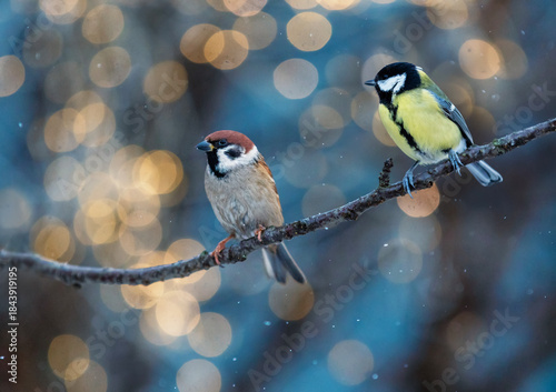 Birds tit and sparrow sitting on a branch in a winter New Year's park against...