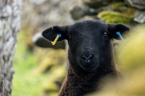 Portrait of a cute, curious black lamb in the Lake District National Park, Cumbria, England