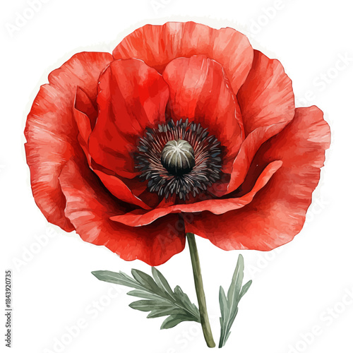 Papaver Flower, watercolor illustration featuring soft shadows and luminous, isolated on a white background.