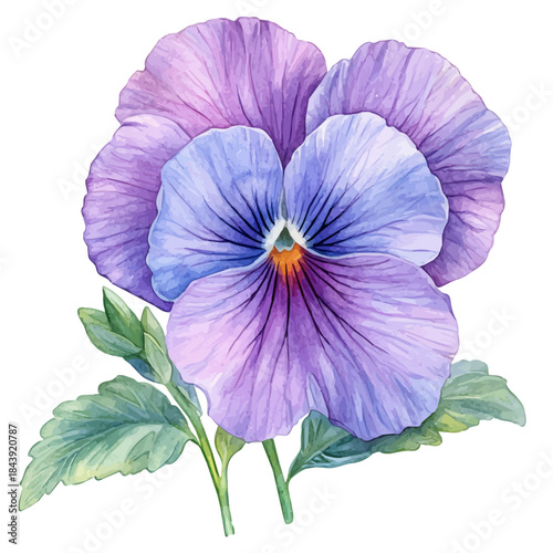 watercolor of Pansy Flower draw graphic, isolated on a white background.