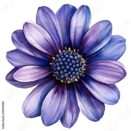 watercolor of Osteospermum Flower painting, isolated on a white background.
