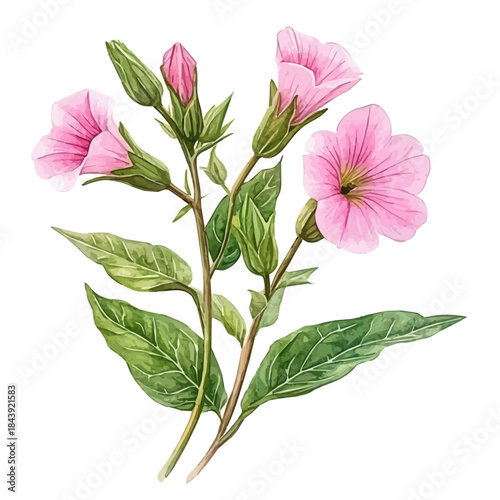watercolor of Nicotiana Flower painting, isolated on a white background.
