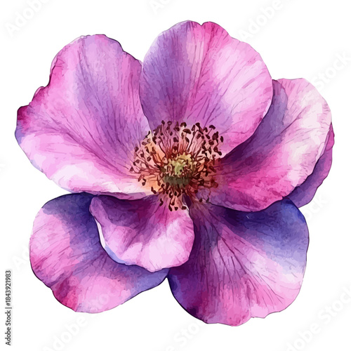 Moss Rose Flower, watercolor illustration featuring soft shadows and luminous, isolated on a white background.