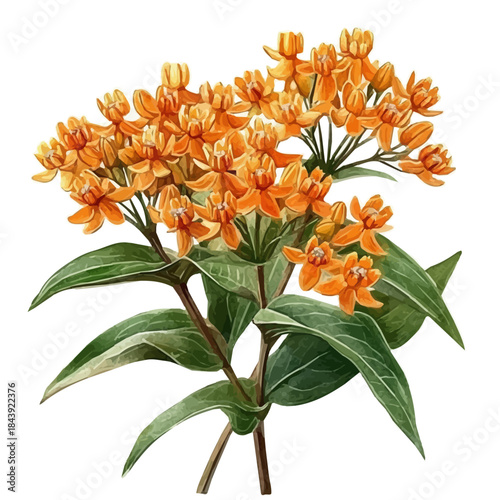 Milkweed Flower, watercolor illustration featuring soft shadows and luminous, isolated on a white background.