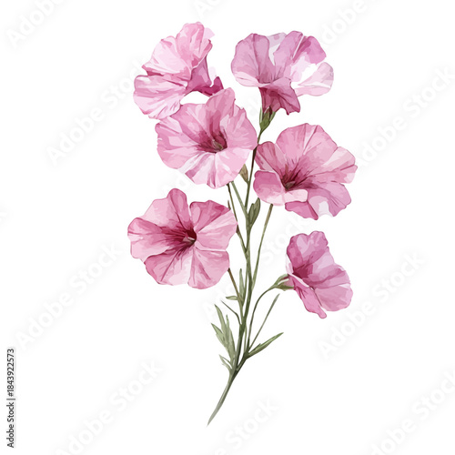 Matthiola Flower, watercolor illustration featuring soft shadows and luminous, isolated on a white background.