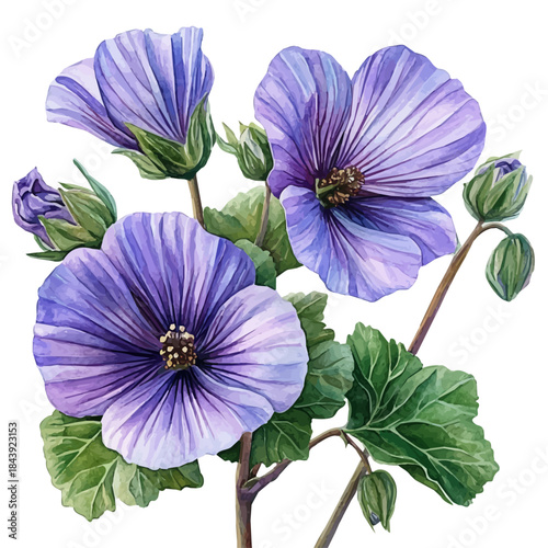 watercolor of Malva Flower painting, isolated on a white background.