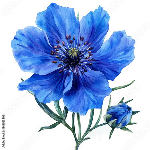 Love-in-a-Mist Flower, watercolor painting with colorful accents, isolated on a white background.