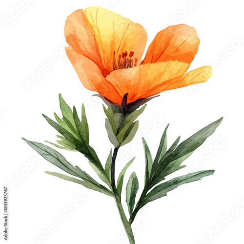 Lechenaultia Flower, watercolor illustration featuring soft shadows and luminous, isolated on a white background.